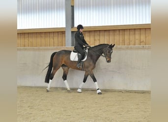 Other Warmbloods, Mare, 8 years, 16.1 hh, Brown