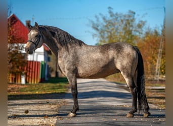Other Warmbloods, Mare, 8 years, 16 hh, Buckskin