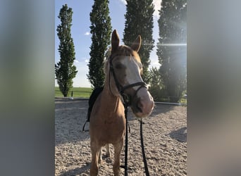 Other Warmbloods Mix, Mare, 8 years, 16 hh, Gray-Red-Tan