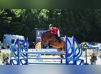 Other Warmbloods, Mare, 8 years, 16 hh