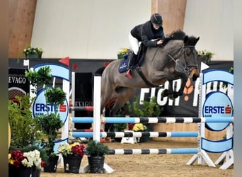 Other Warmbloods, Mare, 8 years, 16 hh