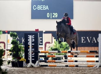 Other Warmbloods, Mare, 8 years, 16 hh