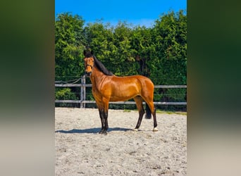 Other Warmbloods, Mare, 8 years, 16 hh