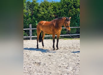 Other Warmbloods, Mare, 8 years, 16 hh