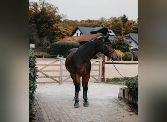 Other Warmbloods Mix, Mare, 8 years, 16,2 hh, Bay-Dark