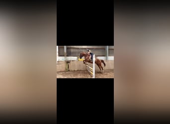 Other Warmbloods, Mare, 8 years, 17,1 hh, Chestnut-Red