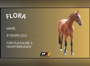 Other Warmbloods, Mare, 8 years, Brown