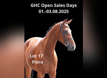 Other Warmbloods, Mare, 8 years, Brown