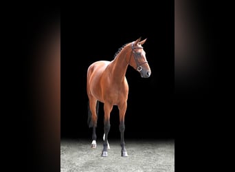 Other Warmbloods, Mare, 8 years, Brown