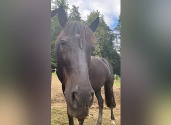 Other Warmbloods, Mare, 8 years