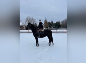Other Warmbloods, Mare, 9 years, 14.3 hh, Black