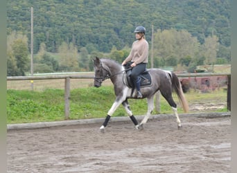 Other Warmbloods, Mare, 9 years, 15.2 hh, Grey-Blue-Tan