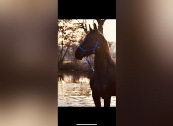 Other Warmbloods, Mare, 9 years, 15,2 hh, Black
