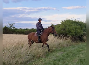 Other Warmbloods, Mare, 9 years, 15,2 hh
