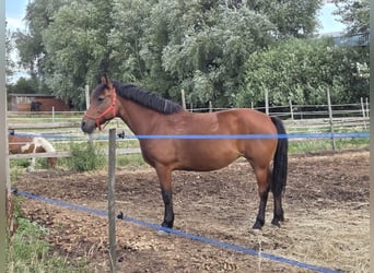 Other Warmbloods, Mare, 9 years, 15,2 hh