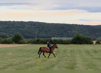 Other Warmbloods, Mare, 9 years, 15,2 hh