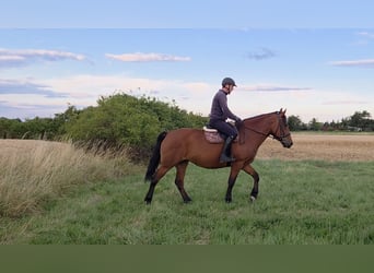 Other Warmbloods, Mare, 9 years, 15,2 hh