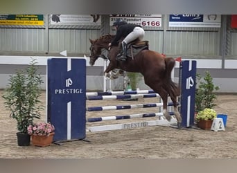 Other Warmbloods, Mare, 9 years, 16.1 hh, Chestnut