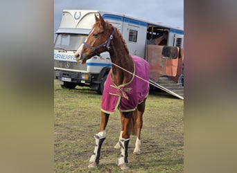 Other Warmbloods, Mare, 9 years, 16.1 hh, Chestnut