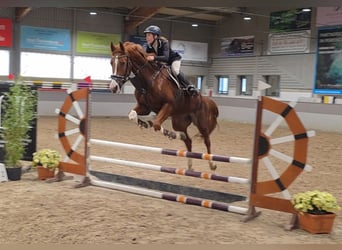 Other Warmbloods, Mare, 9 years, 16.1 hh, Chestnut