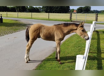 Other Warmbloods, Mare, 9 years, 16 hh, Bay-Dark