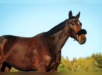 Other Warmbloods, Mare, 9 years, 16 hh, Bay-Dark