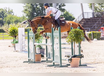 Other Warmbloods, Mare, 9 years, 16 hh, Chestnut-Red