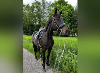 Other Warmbloods Mix, Mare, 9 years, 16 hh, Smoky-Black