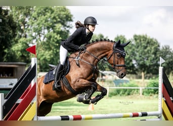 Other Warmbloods, Mare, 9 years, 16,2 hh, Brown