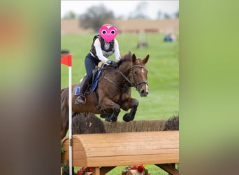 Other Warmbloods, Mare, 9 years, 17 hh, Brown