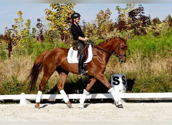 Other Warmbloods, Mare, 9 years, 17 hh, Chestnut