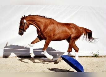 Other Warmbloods, Mare, 9 years, 17 hh, Chestnut