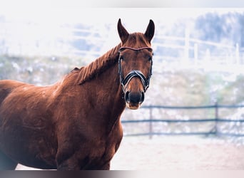 Other Warmbloods, Mare, 9 years, 17 hh, Chestnut