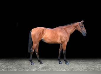 Other Warmbloods, Mare, 9 years, Brown