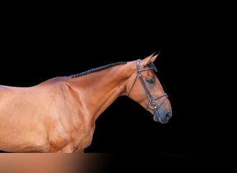 Other Warmbloods, Mare, 9 years, Brown
