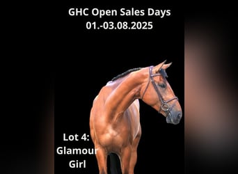 Other Warmbloods, Mare, 9 years, Brown