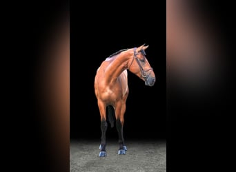 Other Warmbloods, Mare, 9 years, Brown