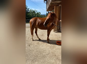 Other Warmbloods Mix, Mare, 9 years, Chestnut-Red