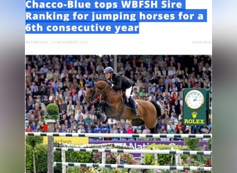 Other Warmbloods Mix, Mare, Foal (07/2025), 12,1 hh, Bay