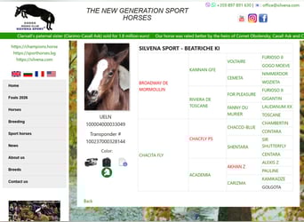 Other Warmbloods Mix, Mare, Foal (07/2025), 12,1 hh, Bay