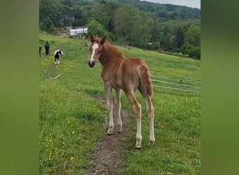 Other Warmbloods, Mare, Foal (04/2024), 15.3 hh, Chestnut-Red
