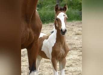 Other Warmbloods, Mare, , 15,3 hh, Pinto