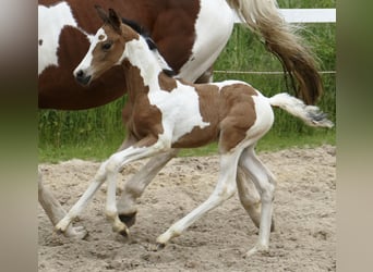 Other Warmbloods, Mare, , 15,3 hh, Pinto