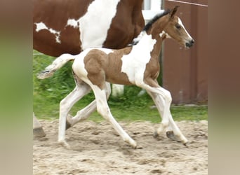 Other Warmbloods, Mare, , 15,3 hh, Pinto