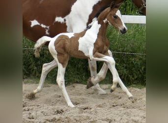 Other Warmbloods, Mare, , 15,3 hh, Pinto
