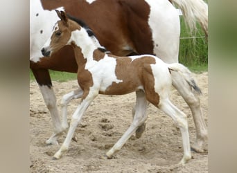 Other Warmbloods, Mare, , 15,3 hh, Pinto
