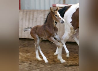 Other Warmbloods, Mare, Foal (03/2026), 16.1 hh, Brown