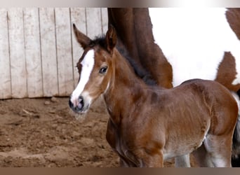 Other Warmbloods, Mare, Foal (03/2026), 16.1 hh, Brown