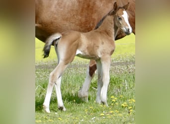 Other Warmbloods, Mare, Foal (04/2026), 16.1 hh, Brown