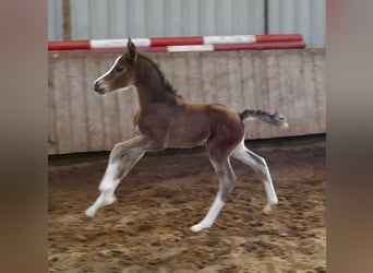 Other Warmbloods, Mare, Foal (03/2026), 16.1 hh, Brown